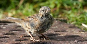 Young ,-somewhat frazzled looking-,Dunnock