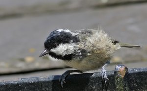 Curious young Coal Tit