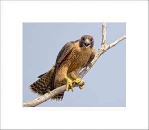 Peregrine Fledgling