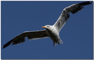 Bird in Flight, (Gull)