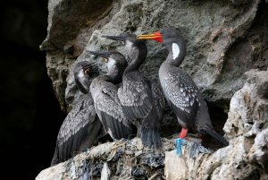 Red-legged Cormorant with youngsters