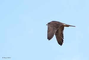 Peregrine in flight