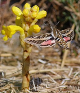 Striped hawk-moth