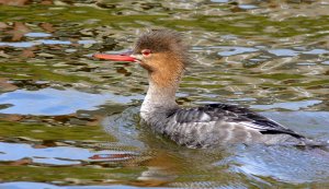 Red Breasted Merganser