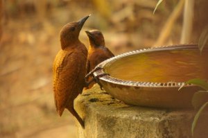 Two Rufous Woodpeckers drinking at my watering hole