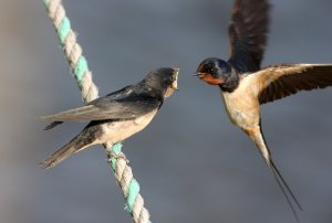 Swallow feeding her chick