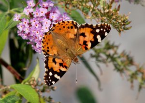 Painted Lady