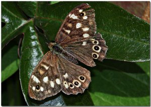 Speckled_Wood8