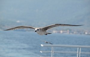 European Herring Gull (juv)