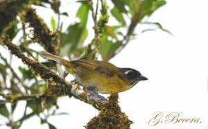 Common Bush-Tanager