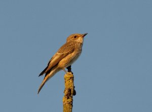 Spotted Flycatcher