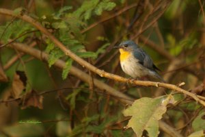 Tickell's  Blue Flycatcher at Harmony Villa