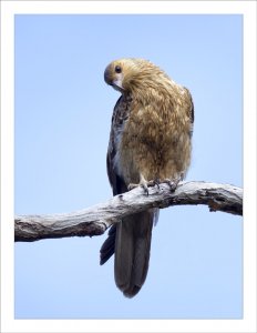 Whistling Kite