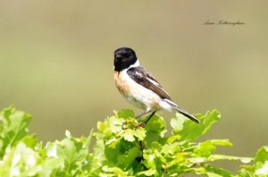 Stonechat