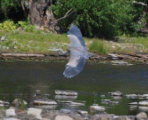 Great Blue Heron