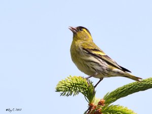 Siskin in the sun