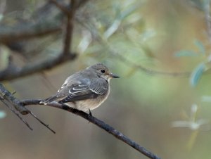 Spotted Flycatcher