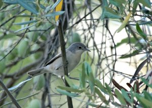 Subalpine Warbler (juv)