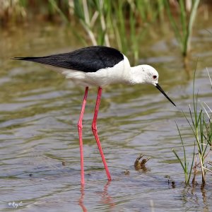 Black-Winged Stilt