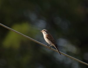 Red-backed Shrike