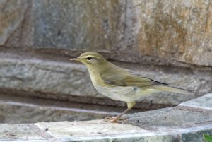 Willow Warbler