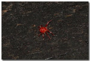 Tiny Spider ID?