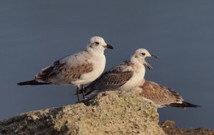 Immature Mediterranean Gulls