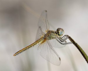 Red-veined Darter, female