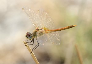 Red-veined Darter, immature male