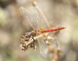 Red-veined Darter, male