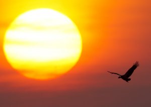 Magpie Goose Sunrise