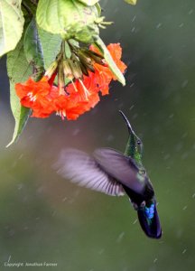 GREEN THROATED CARIB