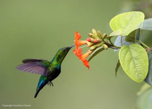 GREEN THROATED CARIB