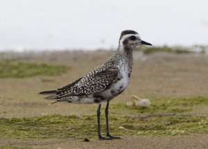 AMERICAN GOLDEN-PLOVER