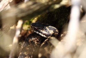 Female Adder