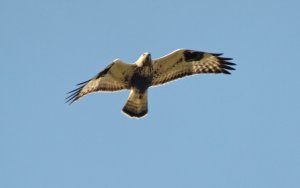 Rough-legged Buzzard