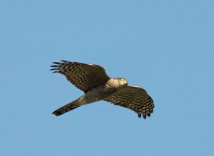 Eurasian Sparrowhawk