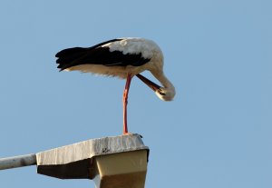 White Stork