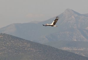 White Stork in flight