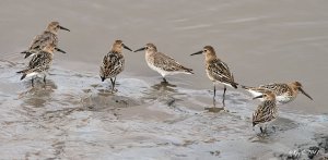 Dunlin