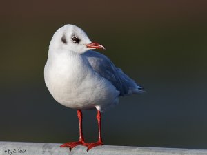 Gull Portrait in nice light