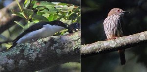 African Shrike-Flycatcher composite