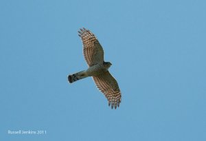 Eurasian Sparrowhawk