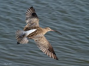 Full frame Curlew in flight