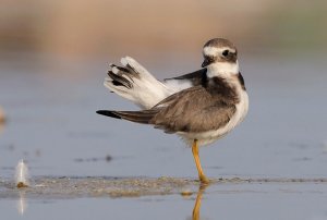 Ringed Plover