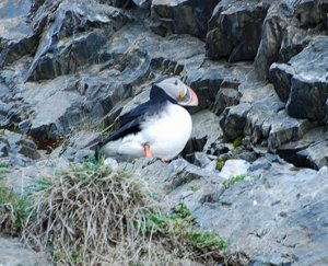 Atlantic Puffin - beauty in the eye of the beholder!