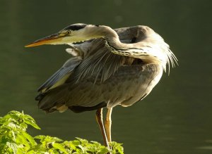 Grey Heron