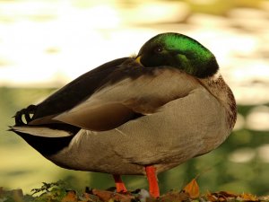 Mallard