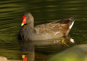 Common Moorhen