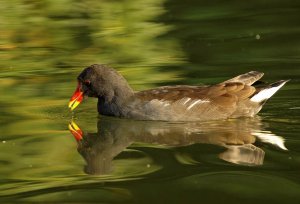 Common Moorhen